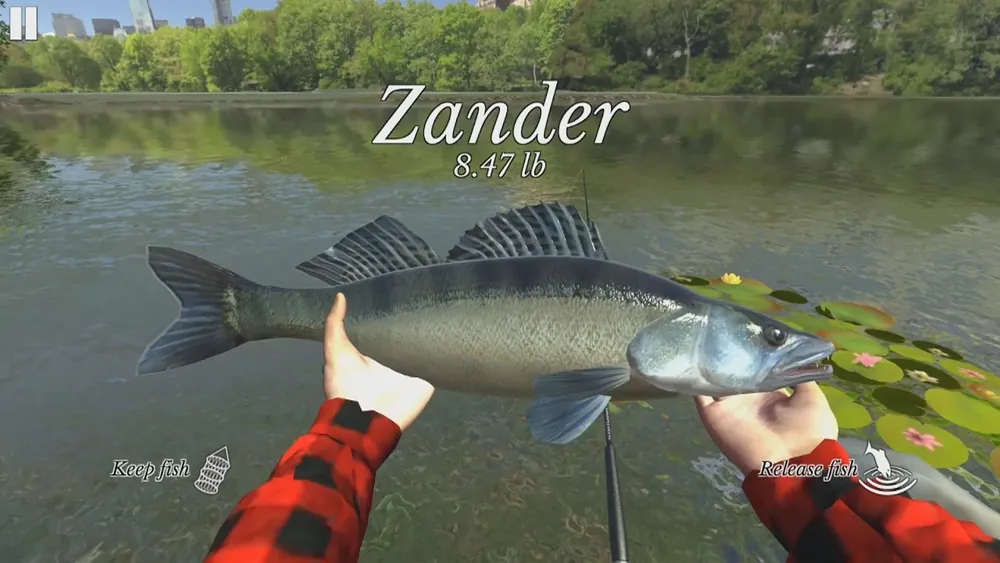 Ultimate Fishing Simulator: lucioperca de 8.47 lb nas mãos, botões para guardar ou soltar